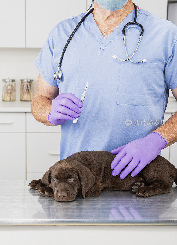 巧克力拉布拉多小狗躺下，兽医拿着手术刀-概念Spay & neuter你的狗
